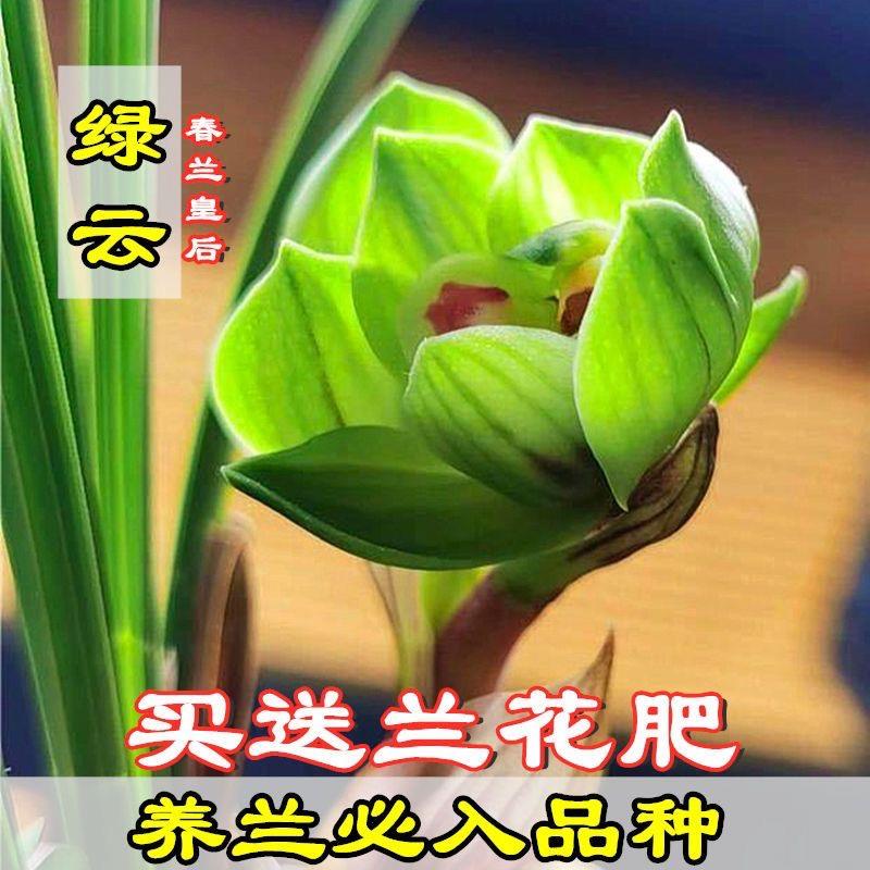 兰花苗春兰正宗老种原生种绿云皇后春冬花苞铭品矮种盆栽易养易活