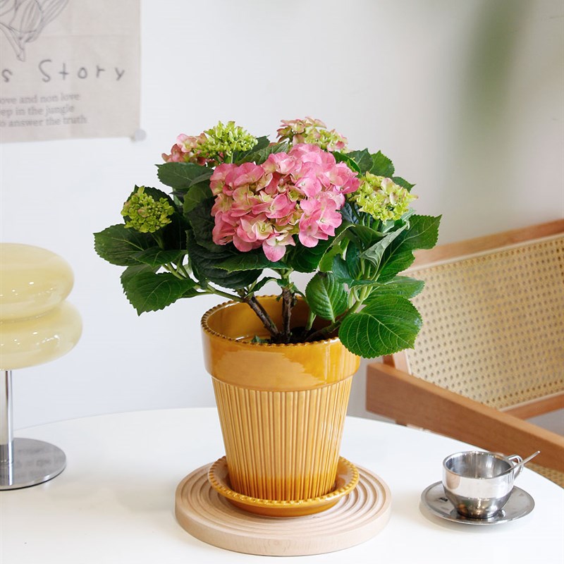 土生土长 夏日绣球阳台开花植物带花苞粉红佳人蓝紫色夏无尽花卉