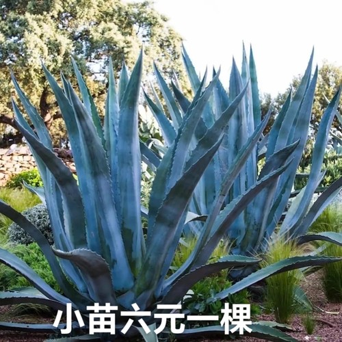 四季常绿耐寒耐热绿植美洲龙舌兰植物花园庭院民宿沙漠花境植物