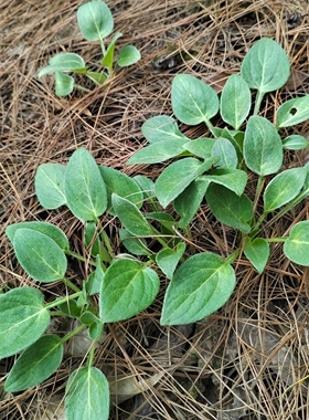 下单现采挖兔耳草杏香兔耳草兔耳风兔儿草兔儿风一柱香 兔耳草