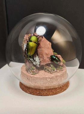 印尼鲜艳金锹长牙标本飞行的宝石小众收藏礼物真昆虫艺术玻璃罩摆