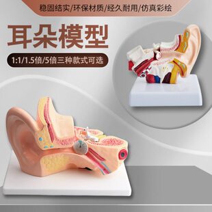 耳模型耳朵内模型耳采耳模型解剖模型天耳鼻喉科艺展示教学人教学