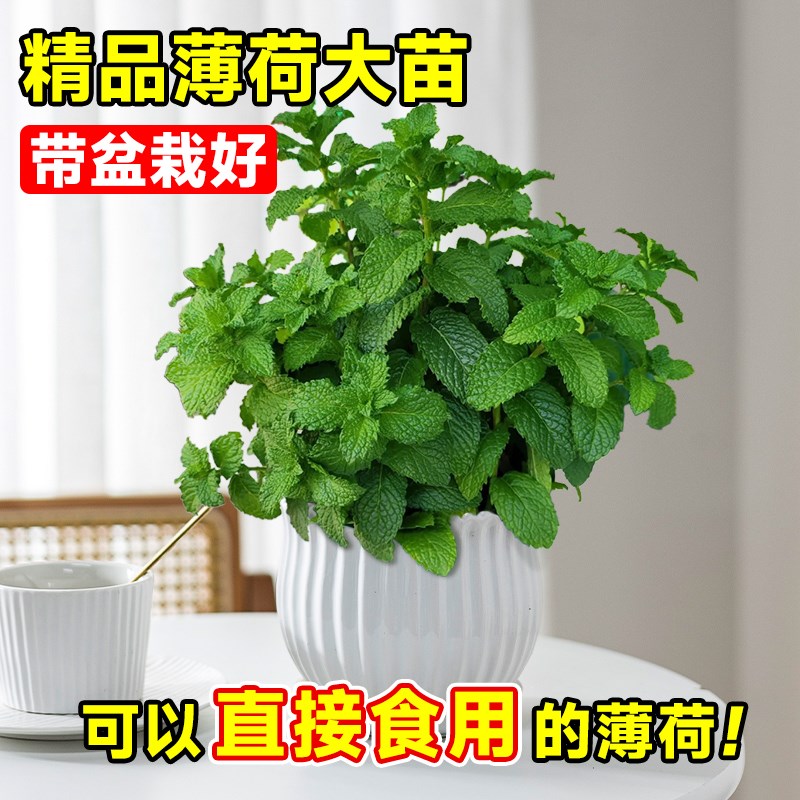 留兰香薄荷盆栽可食用种植苗驱蚊植物办公室内好养水培柠檬猫薄荷