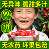 新鲜大樱桃现摘山东烟台特产美早大樱桃甜樱桃水果樱珠车厘子3斤