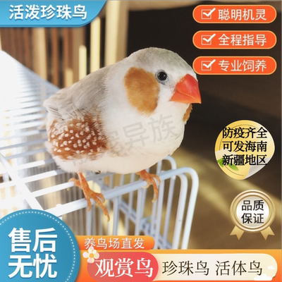 珍珠鸟 活体宠物鸟灰白色驼色小型鸟观赏鸟运输包活  可发海南