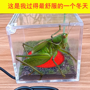 螽斯恒温罐鸣虫恒温盒发热罐保温生态箱宠物罐螽斯过冬神器