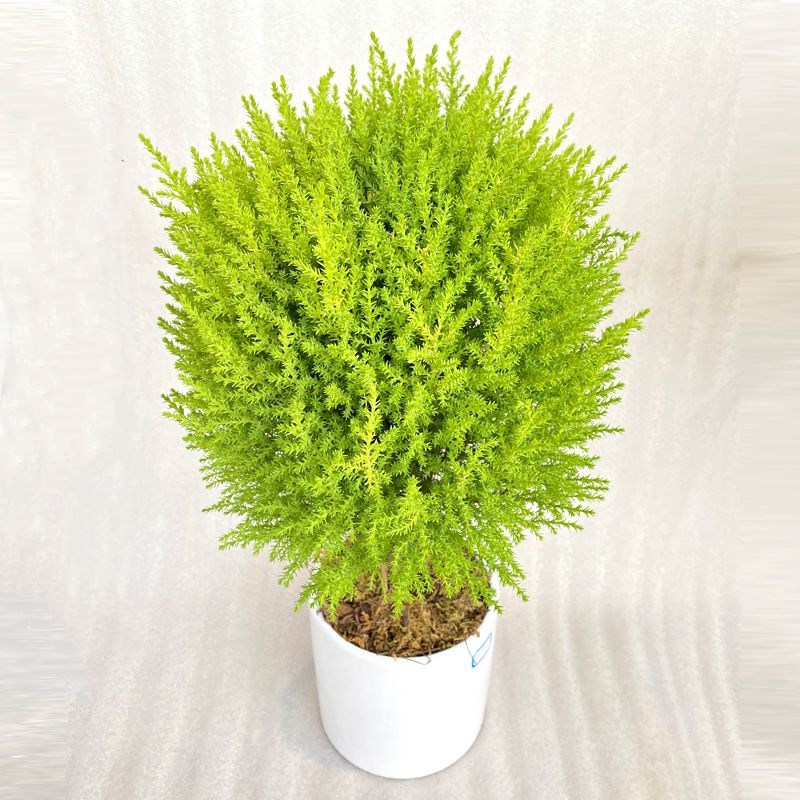 柠檬香味黄金香松盆栽植物圣诞树盆景四季常青绿植室内好养香冠柏