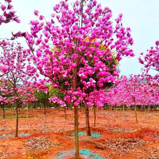 红室外兰玉种植易成阳台玉兰白玉兰玉四季大型庭院活净化空气紫兰