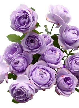 新品日月灌木蓝色风暴月季花苗 阳台玫瑰花 盆栽花卉大花月季