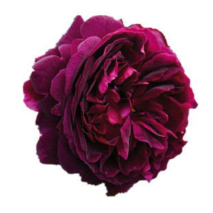 曼斯特黑伍德大花浓香暗红色月季花苗盆栽阳台玫瑰内外观花卉绿植