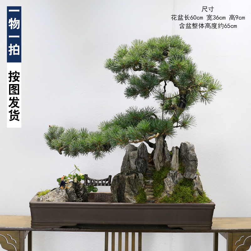五针松盆景植物老桩室内山水假山摆件客厅办公室前台大型绿植盆栽