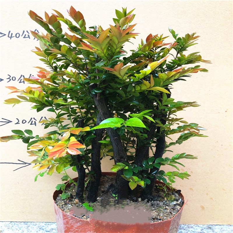 名贵小叶紫檀盆景树桩室内客厅办公室桌面四季常青绿植盆栽花卉