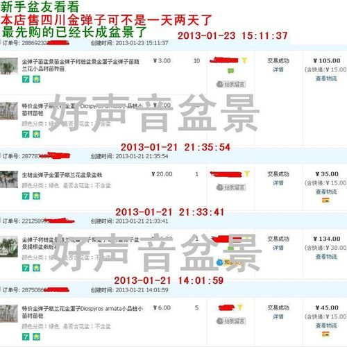 四川金弹子带果带土发货母树头雌树雌株金蛋子金单子绿植母株