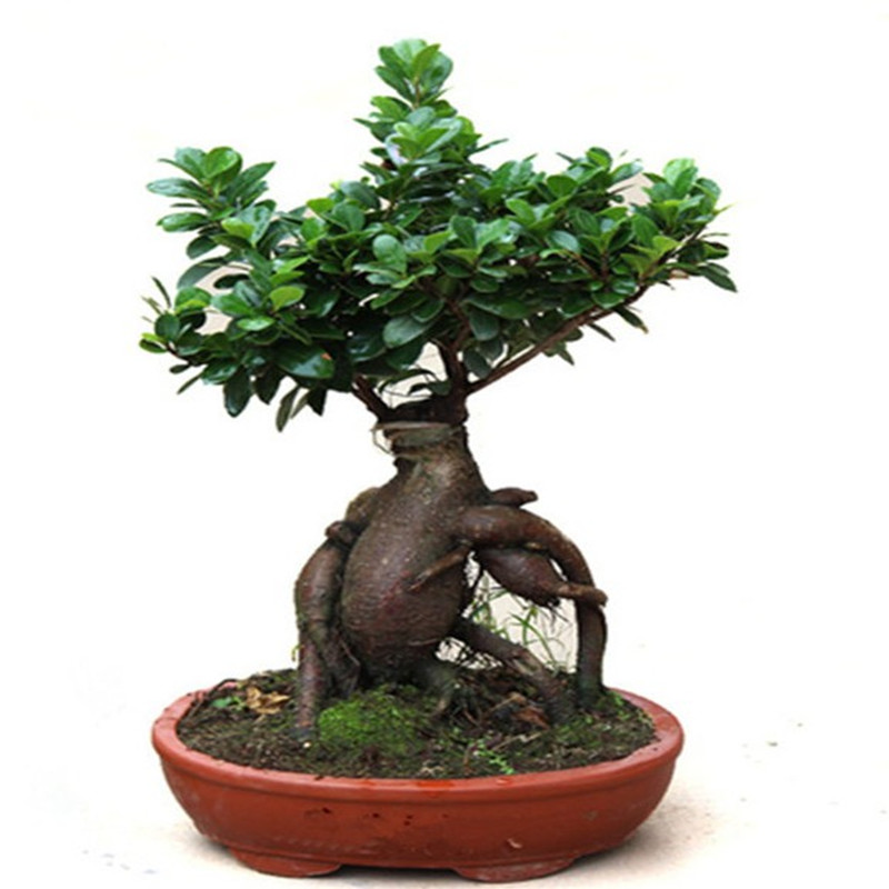 四季常青耐寒榕树造型树桩盆景苗室内植物人参榕小叶榕树盆栽绿植