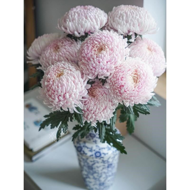 牡丹菊鲜花牡丹菊青花瓷牡丹菊花瓶插花浅粉色鲜花真花餐桌面插花