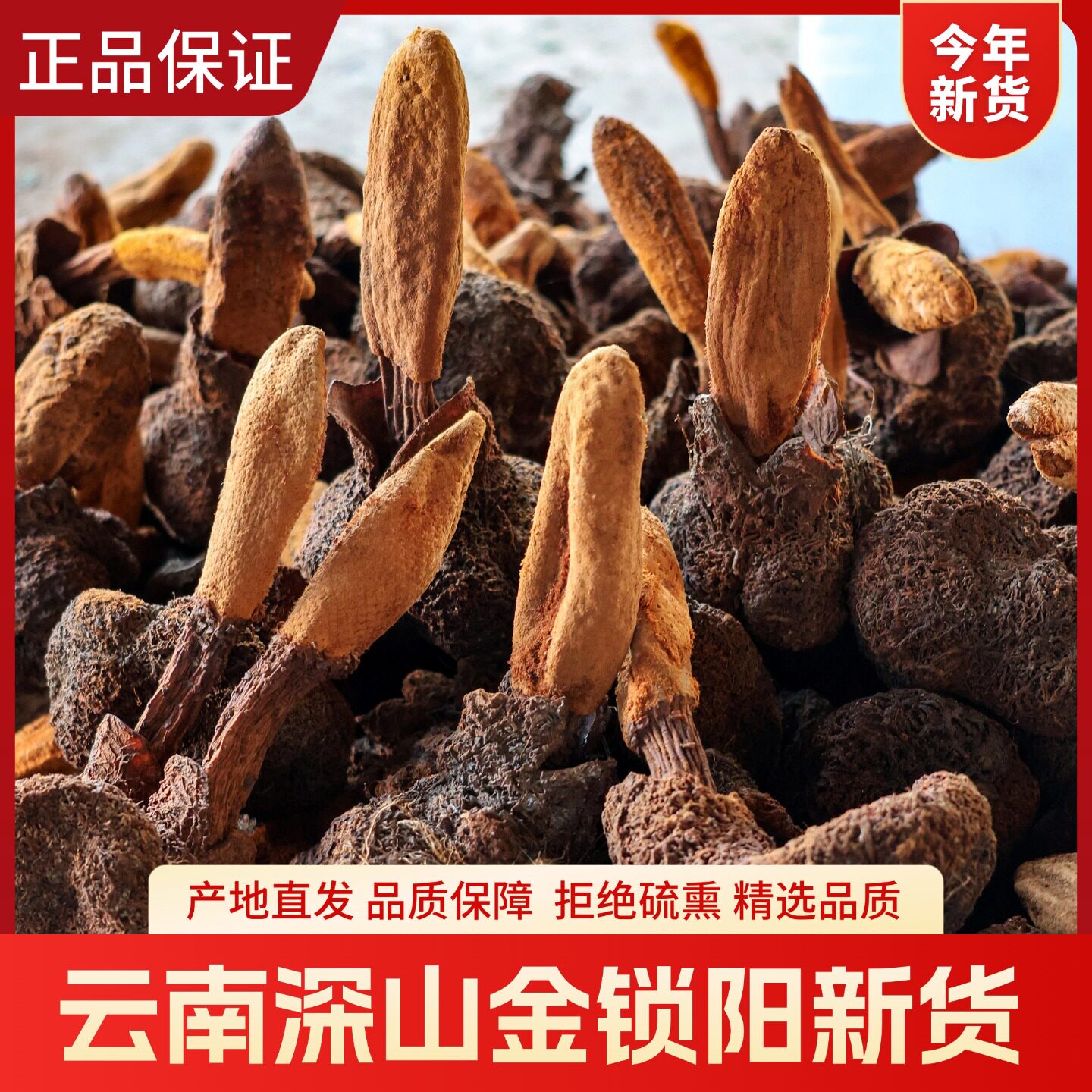 云南野生金锁阳正品男滋补泡茶泡酒搭回春草肉苁蓉中药材旗舰店