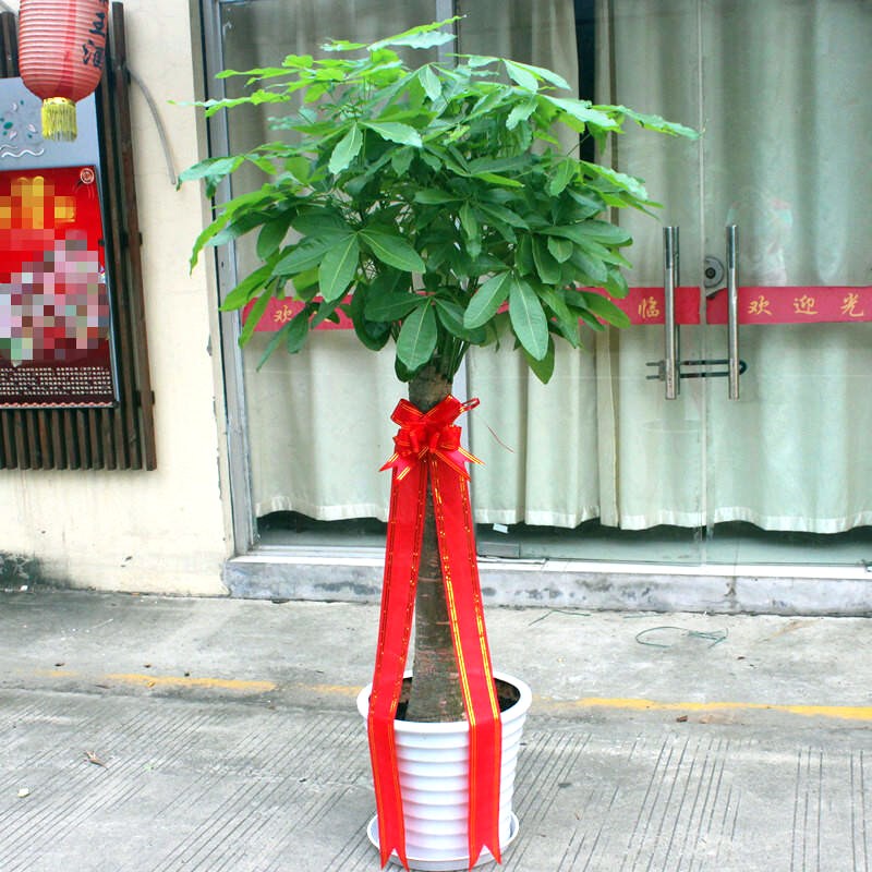 包邮绿植盆栽辫子独杆大发财树办公室内金钱盆景花卉客厅绿萝花苗
