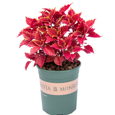 彩叶草盆栽四季好养五彩苏室内阳台植物室外庭院花草花卉绿植盆景