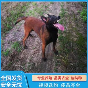 马犬护卫马犬犬利警纯种爆工作犬幼犬比红时犬