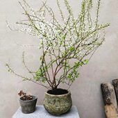 柳重瓣珍珠梅菊植物鲜枝阳台绣水培苗耐寒可雪苗线喷大庭院雪花