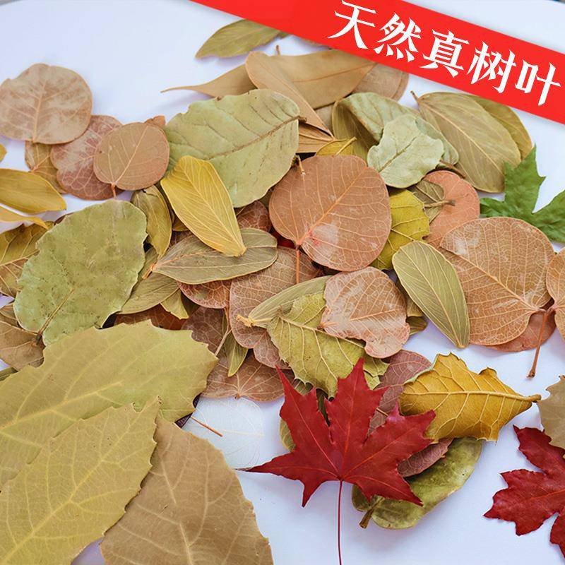 天然树叶干花叶子书签植物拼贴画标本拍摄道具背景幼儿园diy枯叶