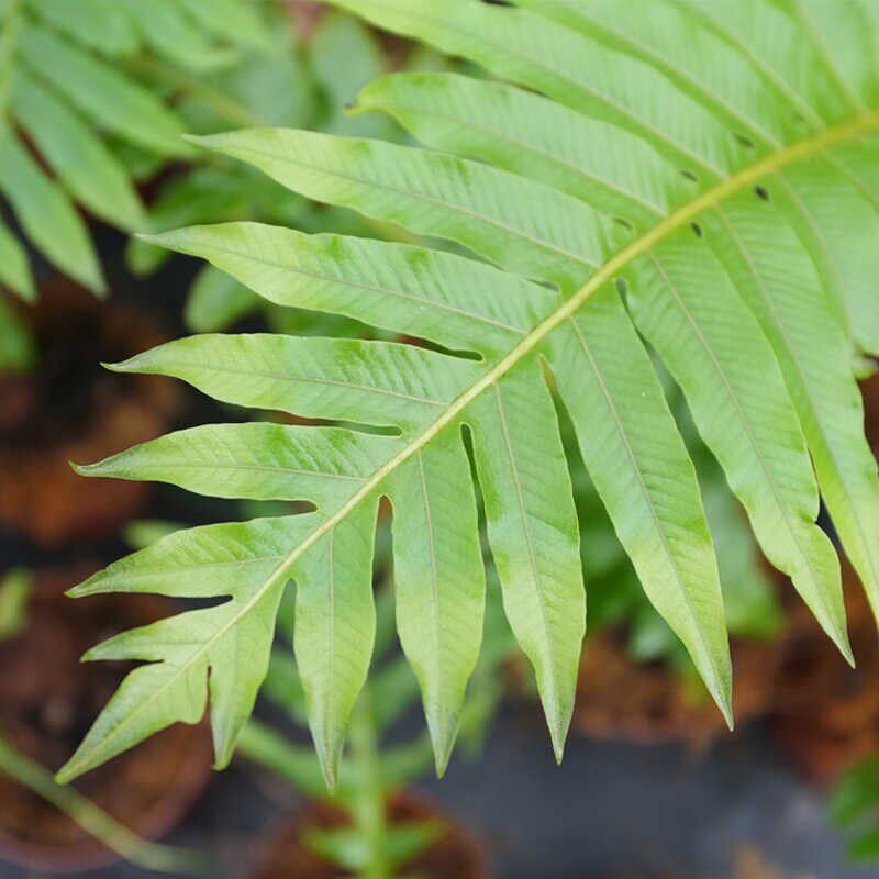 王冠蕨类小植物苔藓微景观造景绿植室内桌面耐阴湿观叶盆栽