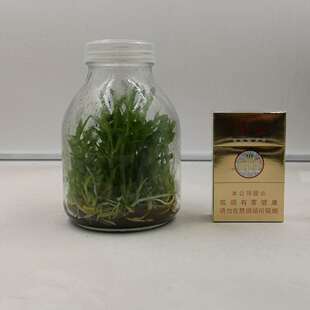 雁荡山铁皮石斛种植育苗高产组培瓶苗驯化幼苗1瓶40株红杆软脚