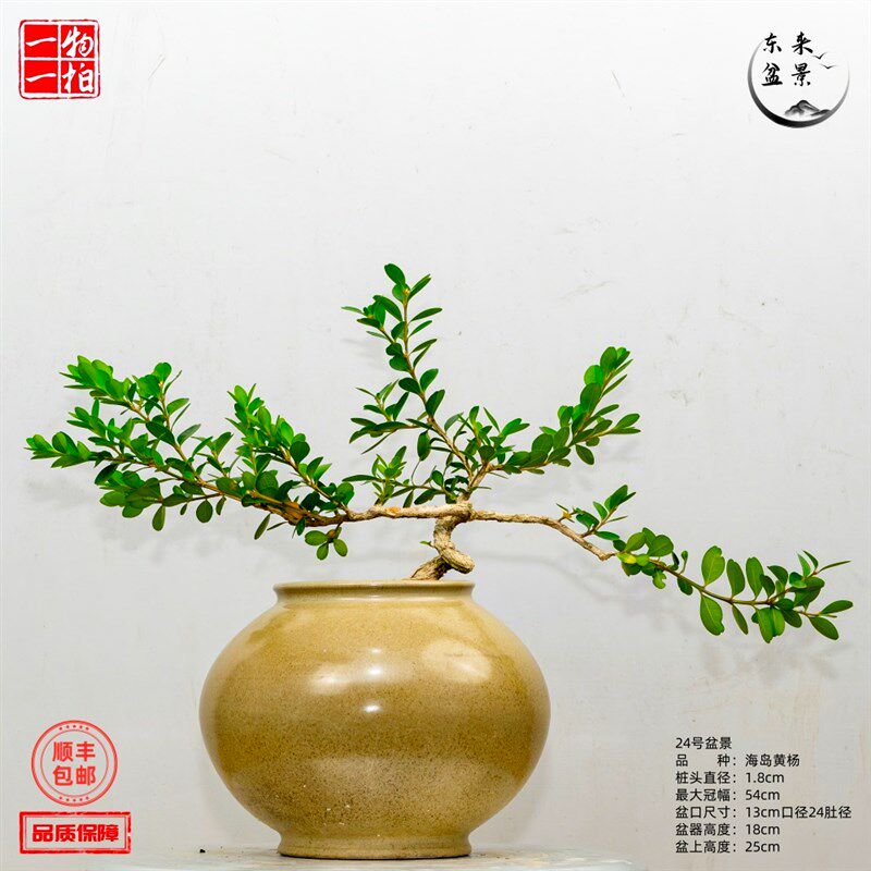 客厅绿植黄杨小叶瓜子海岛雀舌庭院造型树盆栽提根盆景老桩精品