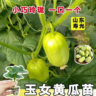 【寿光直发】玉女黄瓜苗旱黄瓜苗密刺大黄瓜苗黄瓜种子蔬菜苗包活