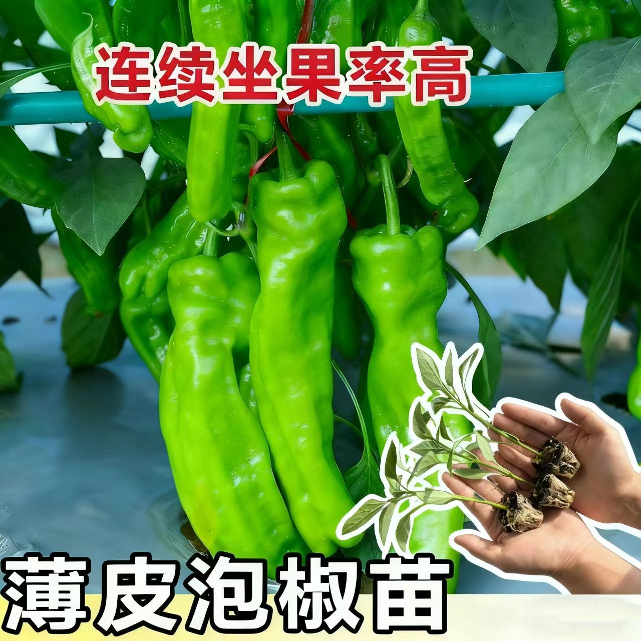 高产薄皮辣椒苗带土易成活