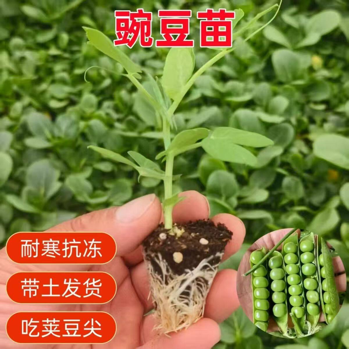 无须1号豌豆种子豌豆苗种苗带土发货耐寒抗冻当年结果蔬菜苗盆栽