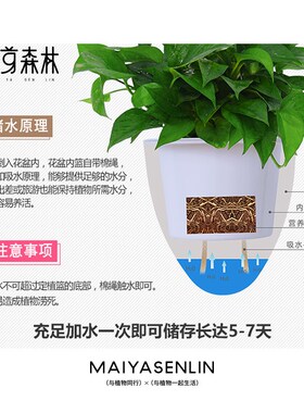 园艺室内阳台庭院绳白色蛋形垂吊树脂懒磨砂盆