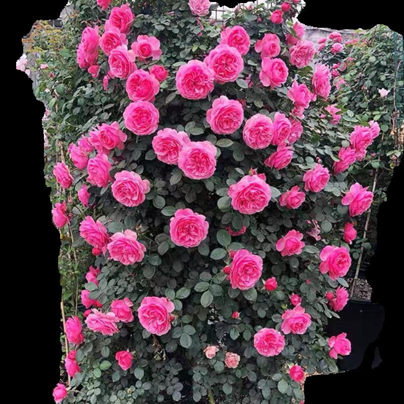 浓香藤本月季大花四季开花蔷薇花苗爬藤攀援植物庭院阳台玫瑰