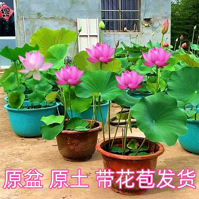 观赏荷花盆栽成品苗带花苞水养睡莲碗莲植物庭院池塘种植大型藕根