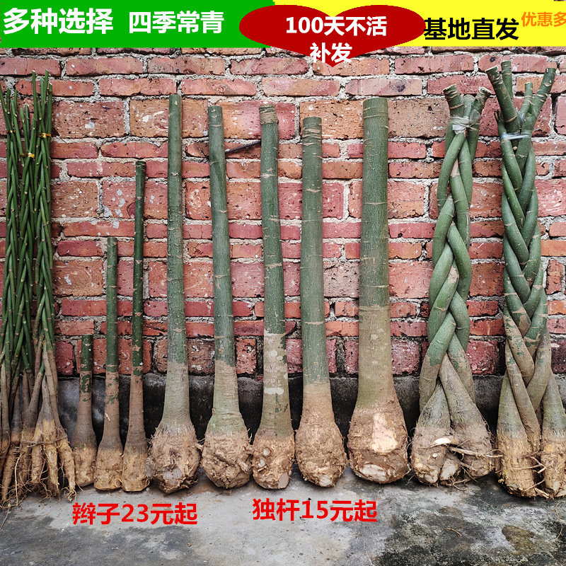 大型发财树三杆步步高客厅室内盆栽大棵独杆单杆大型辫子大树苗