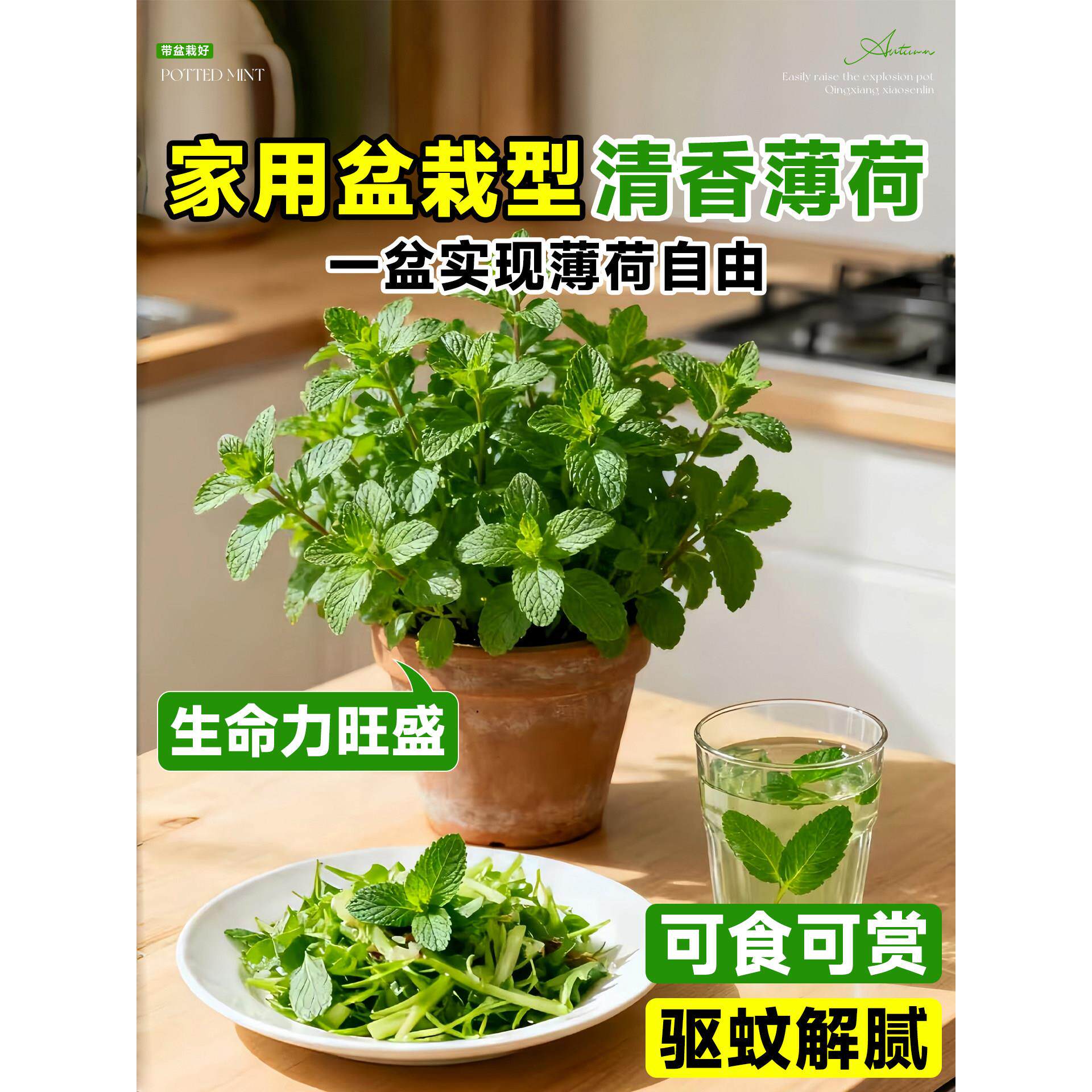 留兰香薄荷盆栽可食用水培薄荷苗绿植驱蚊香草植物好养活迷迭香