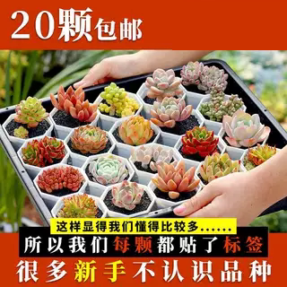 多肉植物小盆栽绿植花卉带盆室内大颗新手好养活组合套餐山地玫瑰