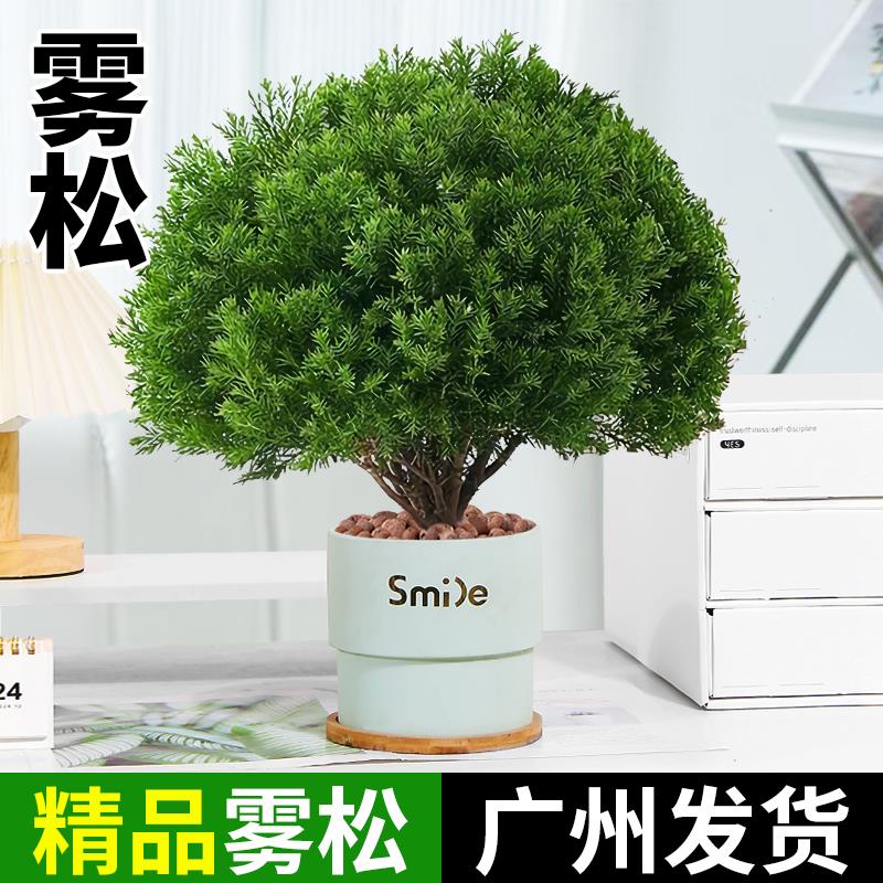雾松盆栽盆景绿植花卉室内客厅室外办公室桌面四季常青微景观植物