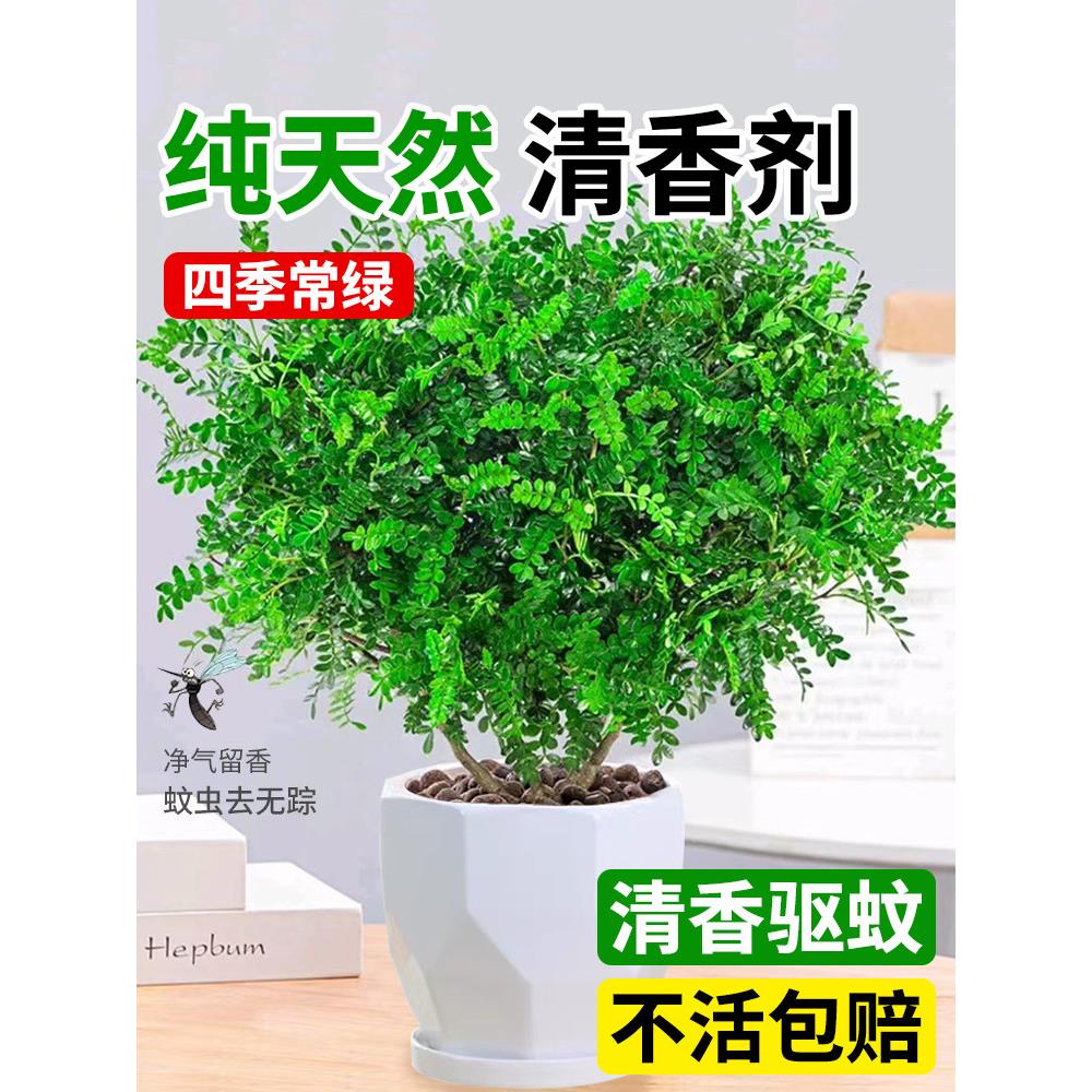 正宗清香胡椒木盆栽花卉室内驱虫驱蚊草绿植物树苗老桩盆景九里香