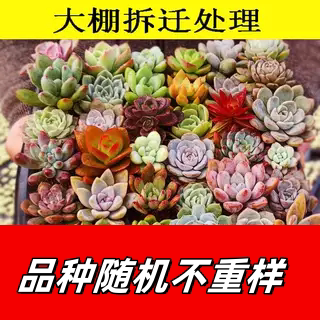 多肉植物室内小盆栽肉肉大全好养精品玉露大颗肉肉组合套花卉绿植