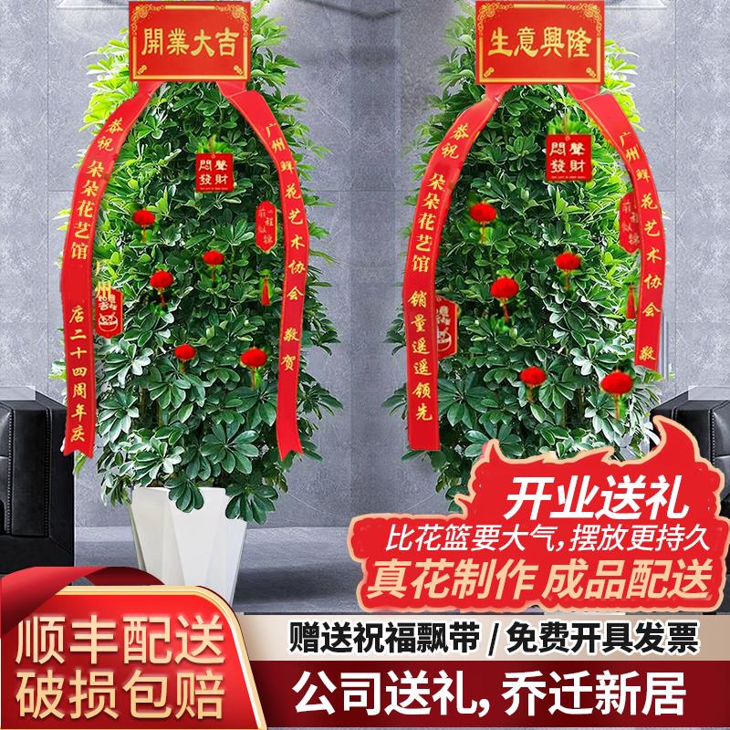 八方来财吸异味喜光植物四季常青盆栽大型室内客厅盆栽花卉鸭脚木