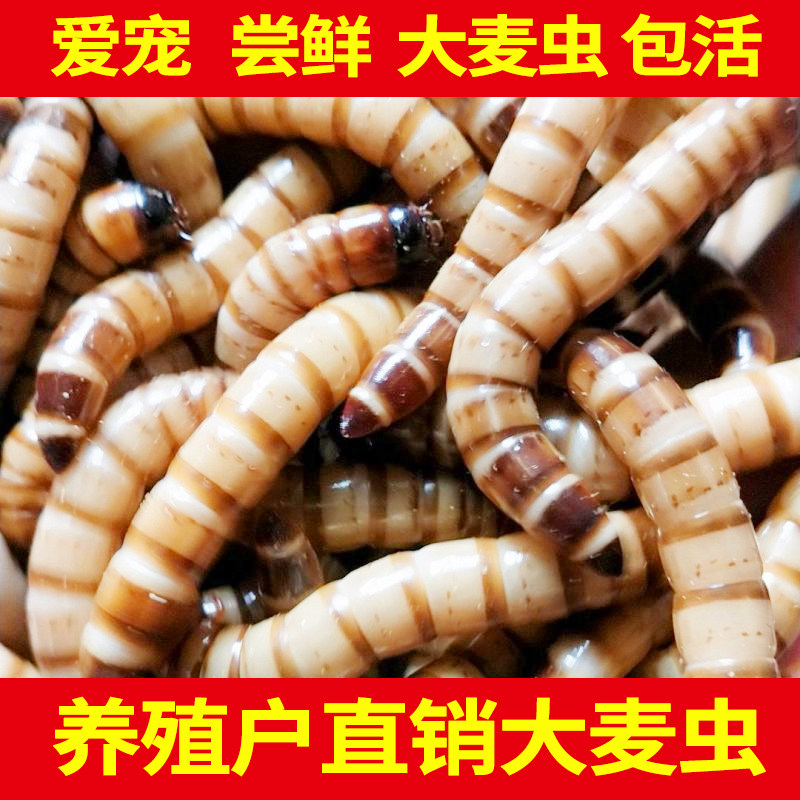 大麦虫活虫净重鲜活面包虫图片