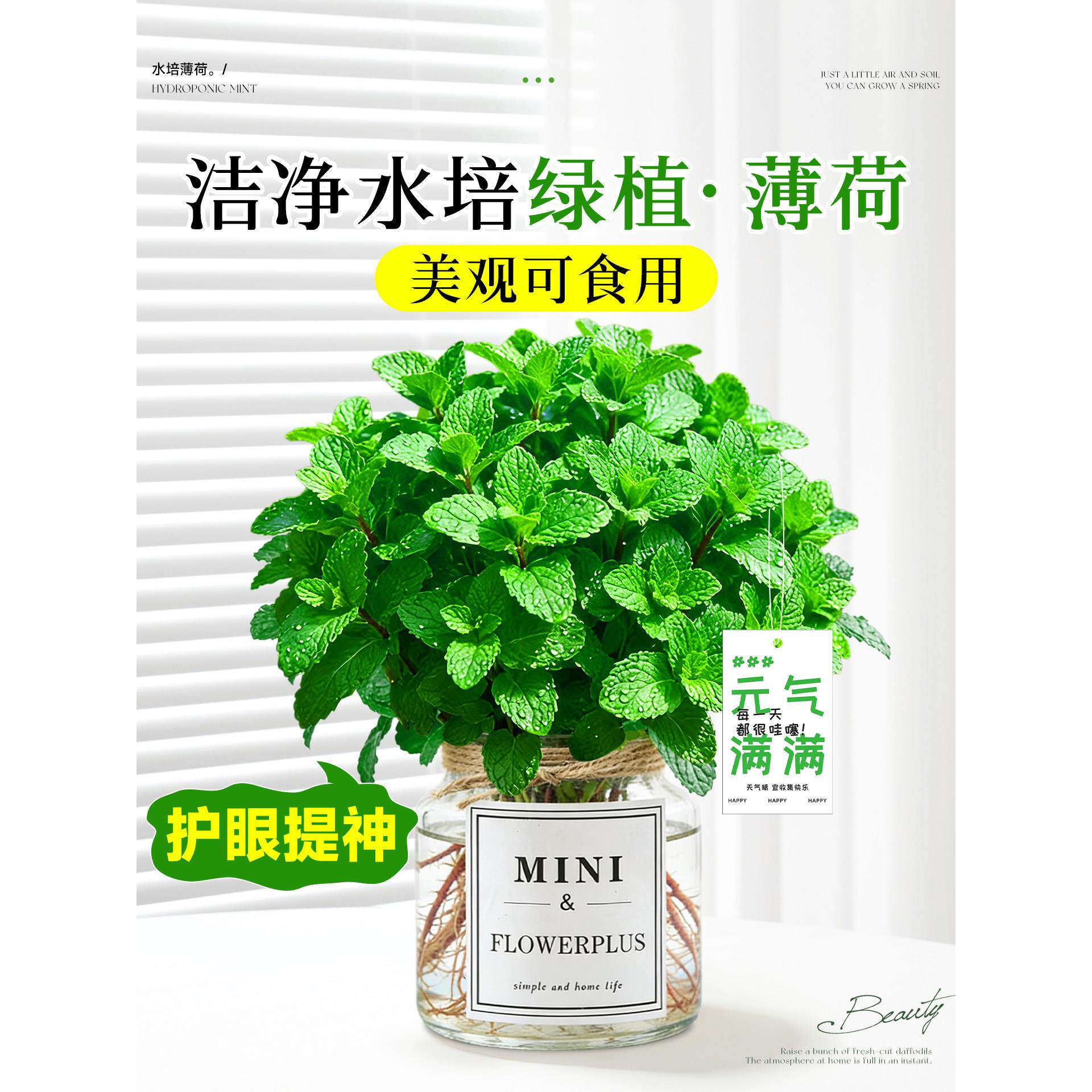 水培薄荷盆栽可食用驱蚊植物室内防困神器好养活办公室桌面小绿植