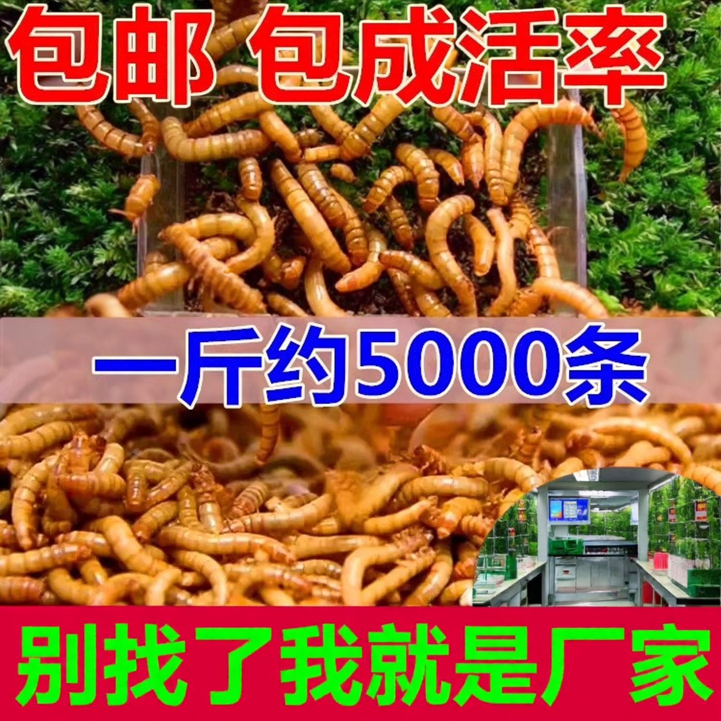 面包虫活虫黄粉虫活体