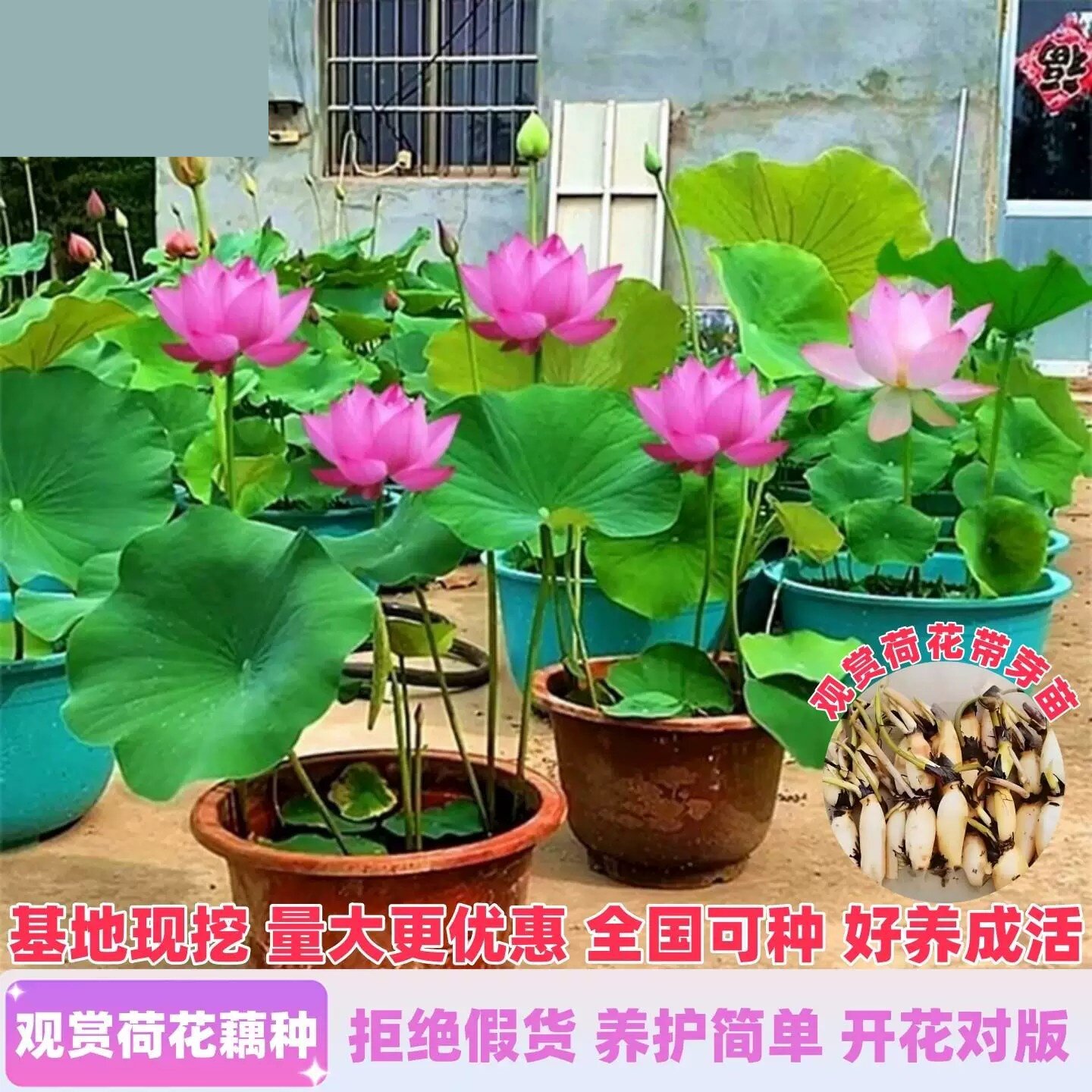 观赏荷花藕种盆栽水养食用莲花苗睡莲碗莲种籽子水培池塘花卉植物
