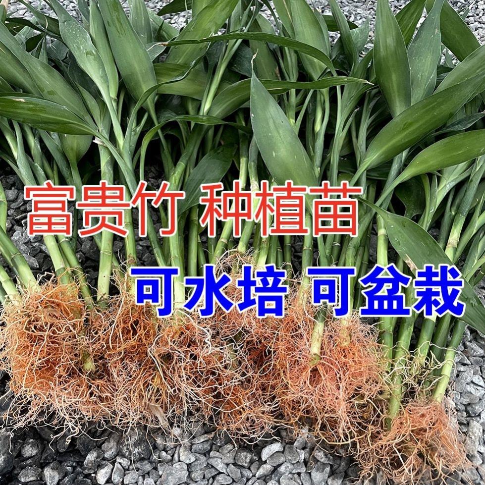 带根富贵竹 水培种植苗盆栽土培万年青转运竹子云南鲜花室内花卉