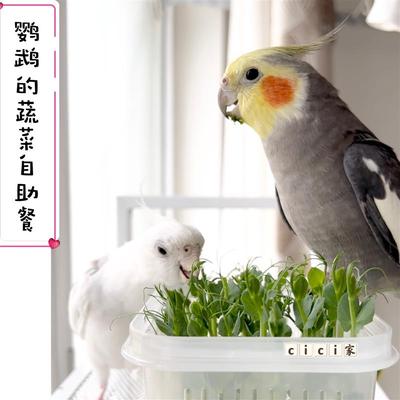 鹦鹉豌豆苗饲料天然蔬菜维他命鸟粮啃咬趣味手养虎皮牡丹玄凤玩具