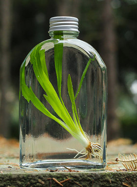 微景观生态瓶迷你绿藻海藻球免换水diy封闭绿植物桌面鱼缸玻璃瓶