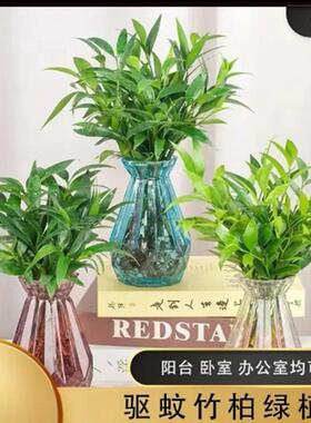 【下单立减50】水培驱蚊水绿植水培花卉客厅办公好养四季常青_YB