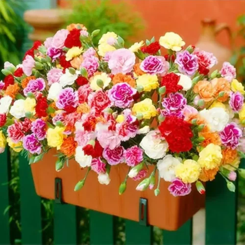 重瓣康乃馨盆栽四季开花耐寒易活